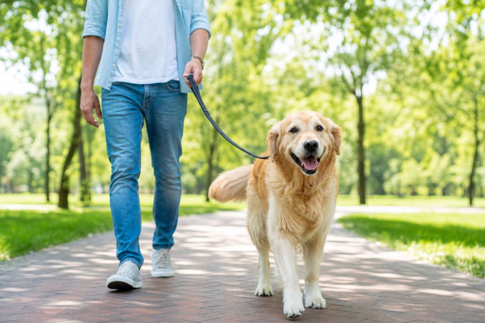 公園で散歩している犬と飼い主