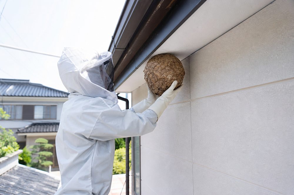 熊本で蜂の巣を駆除する防護服姿の作業員