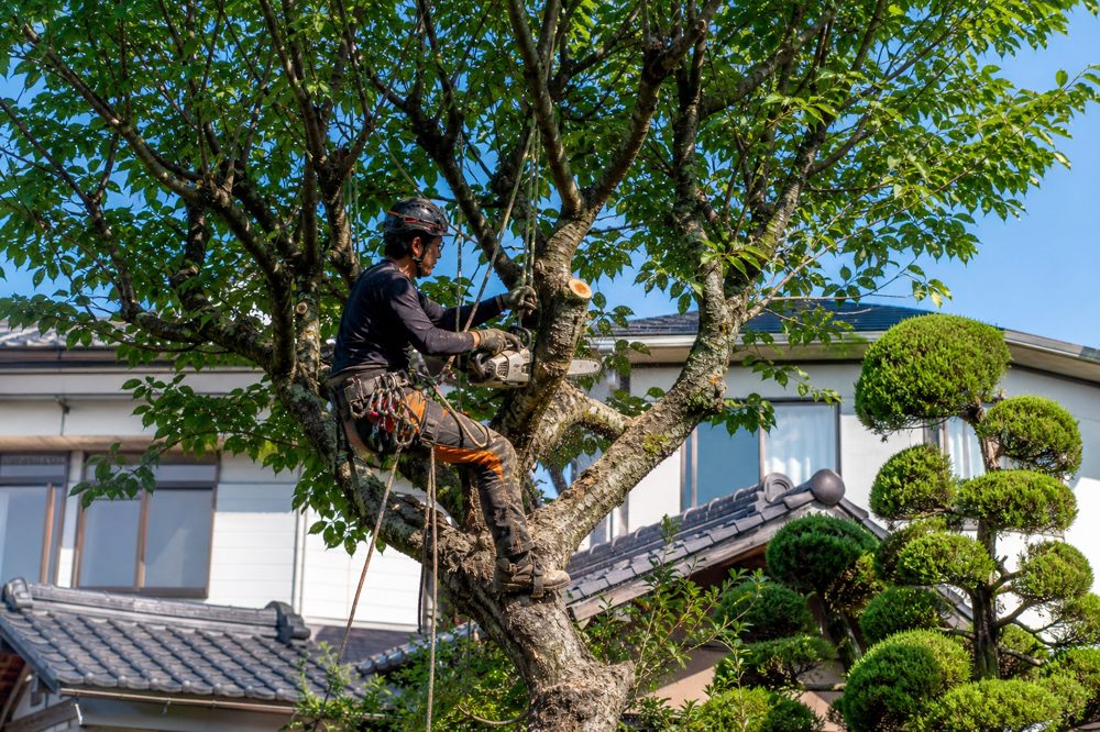 兵庫県で庭木を伐採するプロの作業員