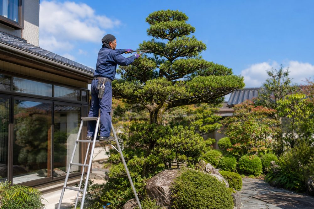 北九州市の住宅庭園で丁寧に高木を剪定するプロの庭師
