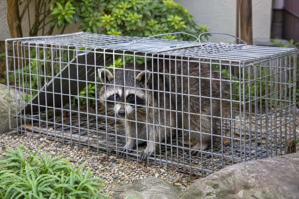 大阪の住宅庭園に設置されたアライグマ捕獲用の生け捕り罠