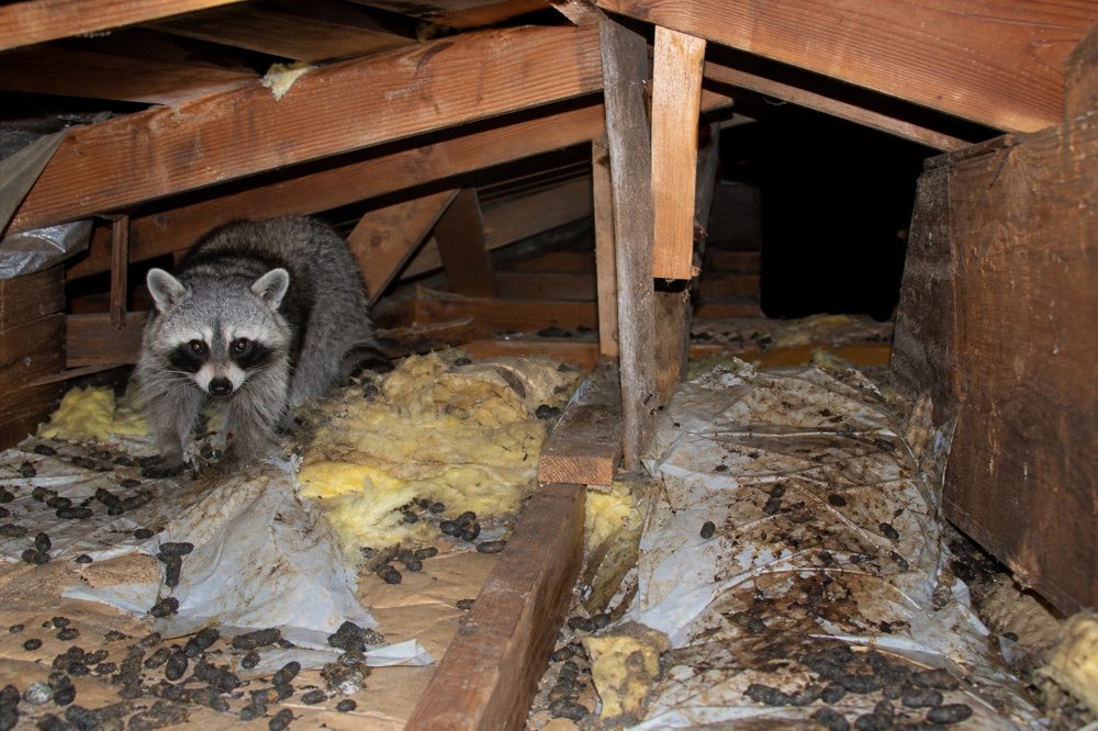 大阪の住宅屋根裏でアライグマによって汚染された断熱材と糞尿の被害状況